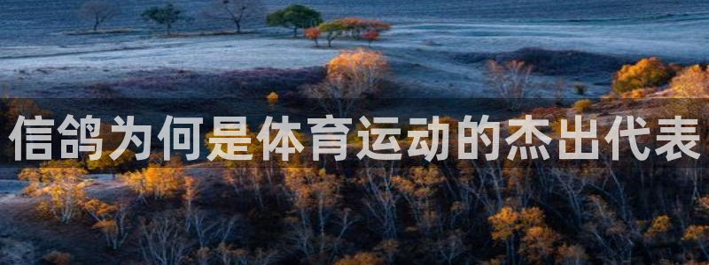 betway西汉姆联官网：信鸽为何是体育运动的杰出代表