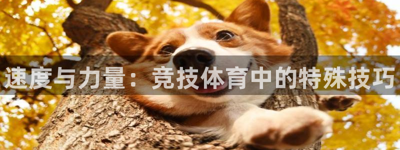 betway西汉姆官网：速度与力量：竞技体育中的特殊技巧